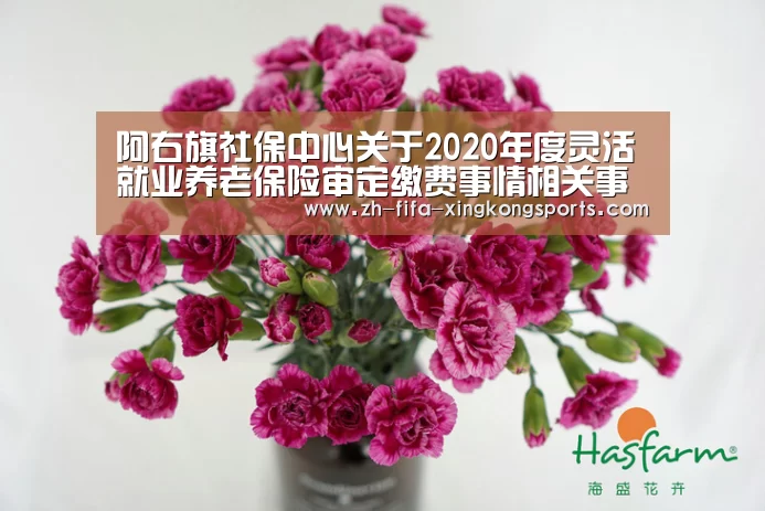 阿右旗社保中心关于2020年度灵活就业养老保险审定缴费事情相关事宜的通知_xingkong(图2) 星空体育 半岛